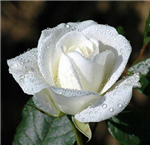Flowers For You!