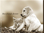 4Everfriends