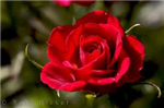 Send Roses