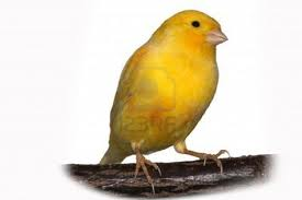 Canari