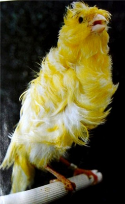 canari