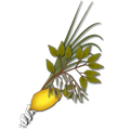 Lulav