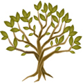 Olive Tree