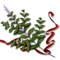 Hyssop Branch