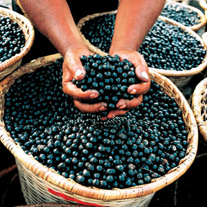 Fruit Picking & Wine Tasting