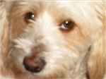 Doga