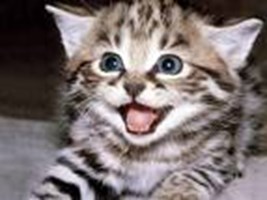 Kedi Mi? Köpek Mi?