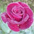Bunga Mawar Pink
