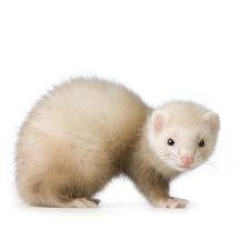 ferret