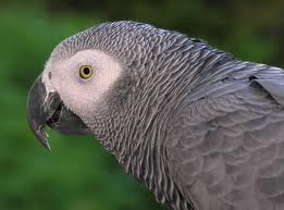 African Grey Parrot