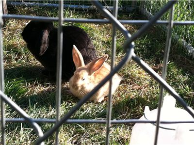 Bunny
