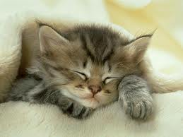 kitty :3