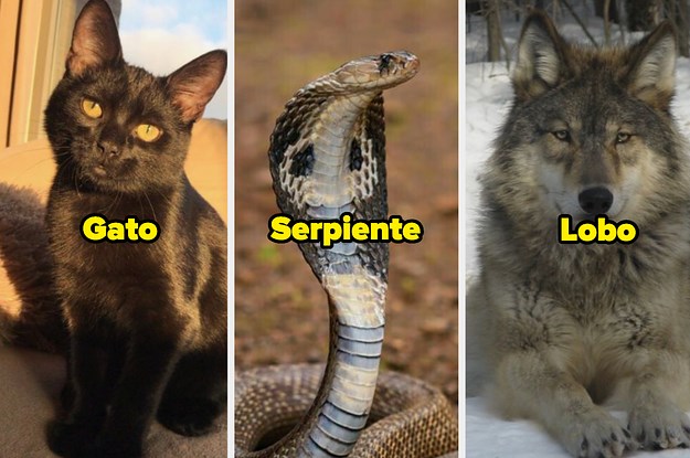 Que Animal Eres?