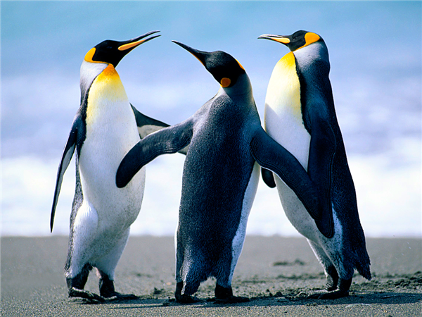 se liga no pinguin