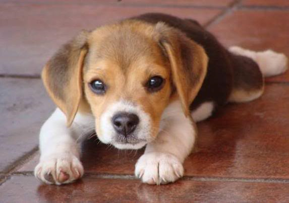 Cual Es Tu Perro Ideal