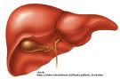 Replacement Organs