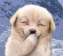 Anjing Lucu