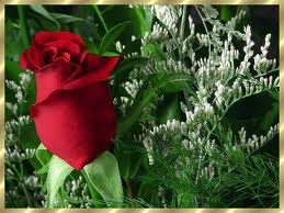 sevği gülleri