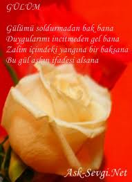 sevgi gülleri