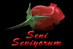 sevgi gülleri