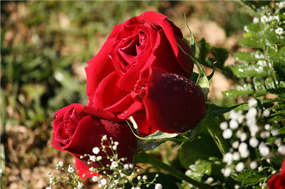 red roses