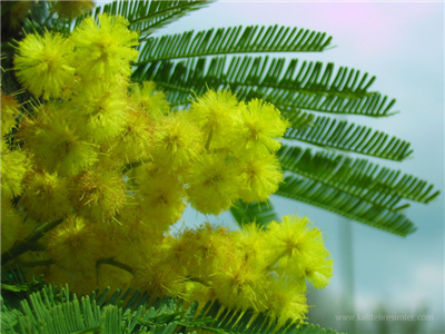 mimoza