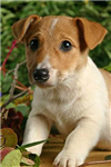Kedi-Köpek