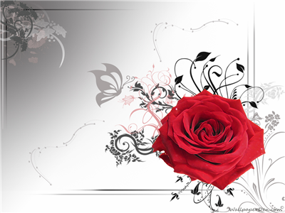 vector red rose
