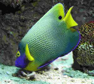 fish