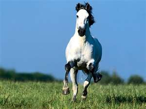 horse