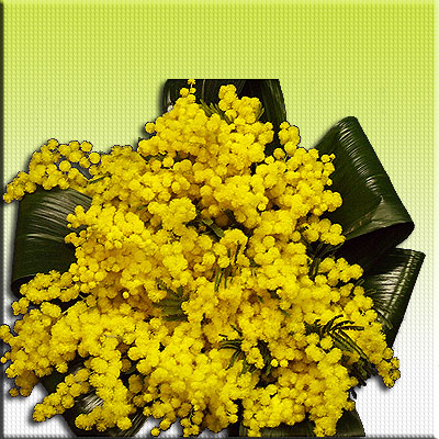 Bouquett mimosa..