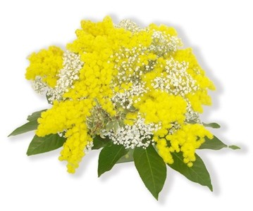 Bouquett mimosa