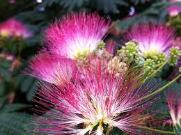Mimosa speciale