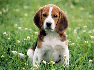 Hangi Köpek Daha Tatlı