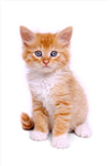 Katter