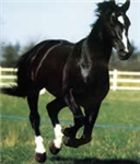 Send An Equine Treat