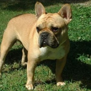 adult french bulldog