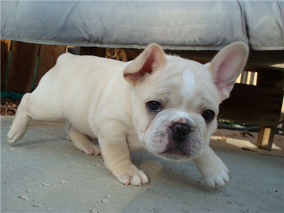 french bulldog pup