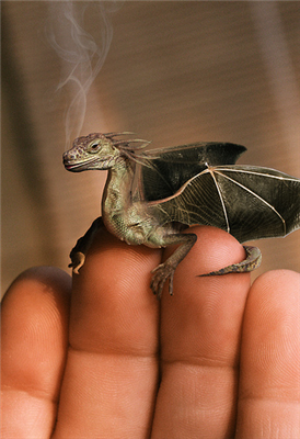 baby dragon