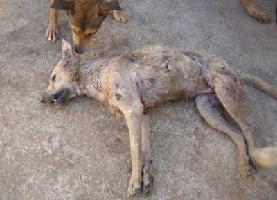 Que Tanto Quieres A Los Animales
