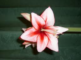 flor
