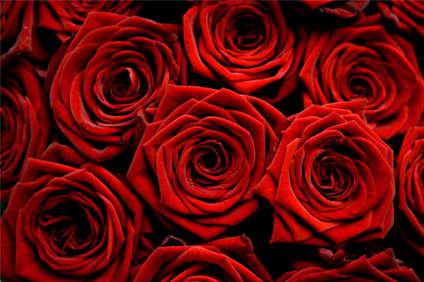 roses