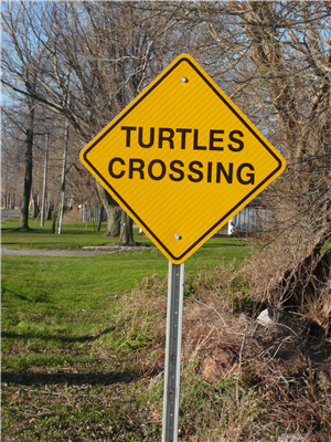 Turtle Crossing