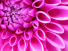 Share A Flower!
