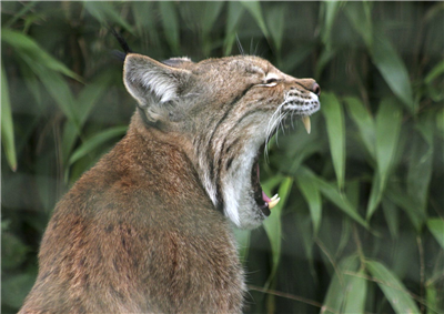 As-Tu L'âme D'un Carnivore Ou Herbivore ?