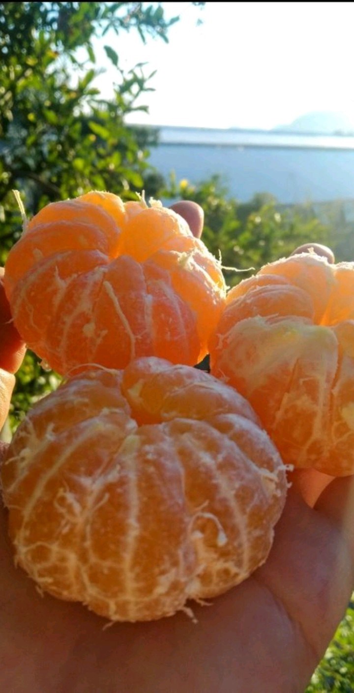 Marcolina'yı Ne Kadar Tanıyorsun? 
