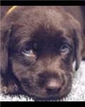 Send A Puppy