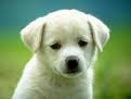 Puppy Dogs
