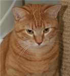 Katte