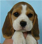 Pets 4 Gift
